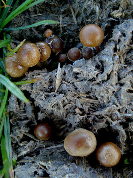 Psilocybe subcoprofila (Britz.) Sacc.